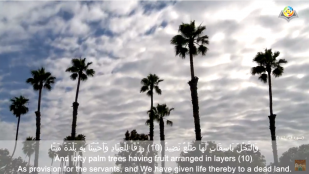 "And lofty palm trees having fruit arranged in layers"